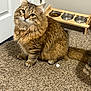 animal, bowl, brown, carpet, cat, curious, domestic_cat, ears, feline, fluffy, food, fur, indoor, pet_feeder, striped, tabby, tail, water, whiskers, wooden