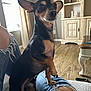 alert, cabinet, cozy, curtains, cute, dog, ears, furniture, indoor, jeans, lap, living_room, person, pet, ripped_jeans, sitting, small_dog, table, window, wooden_floor