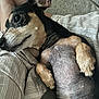 Gohan is registered to the contest to win money with this photo: dog, pet, lying_down, relaxed, blanket, hand, snuggle, cozy, fur, paw, indoor, comfort, cute, animal, resting, brown, black, small_dog, canine, closeup