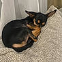 black_and_tan, blanket, comfort, cozy, curled_up, cushion, dog, ears, fabric, fur, home, indoor, nose, paw, pet, quiet, relaxation, resting, sleeping, small_dog