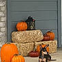 Gohan joined the competition — help win amazing prizes! dog, pumpkin, hay_bale, lantern, porch, autumn, fall_decor, black_dog, small_dog, outdoor, front_porch, decorations, orange, brown, animal, pet, resting, seasonal, holiday, nature