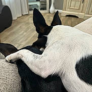 Gohan is registered to the contest to win money with this photo: dog, pet, couch, indoor, snuggling, black_dog, white_dog, ear, paw, fur, cozy, home, furniture, wood_floor, vase, mirror, cabinet, relaxing, companionship, animal
