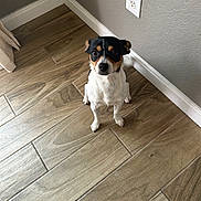 Krillin joined the competition — help win amazing prizes! animal, black, brown, companion, corner, curious, dog, domestic, ears, electrical_outlet, floor, home, indoor, looking_up, pet, sitting, small_dog, wall, white, wooden_floor