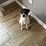 dog, small_dog, floor, wooden_floor, indoor, wall, electrical_outlet, pet, animal, curious, sitting, brown, black, white, ears, looking_up, corner, home, domestic, companion