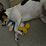 dog, sleeping, plush_toy, donald_duck, couch, pet, resting, indoor, fur, black_and_white, tan_markings, paw, snout, ears, soft_toy, relaxation, comfort, home, animal, laying_down