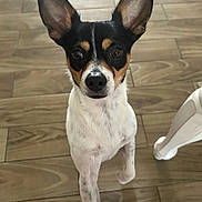 Krillin is registered to the contest to win money with this photo: dog, small_dog, ears, black_and_white, brown_markings, wooden_floor, indoor, pet, curious, standing, close_up, animal, canine, looking_at_camera, floor_tiles, white_table_leg, domestic, companion, alert, cute