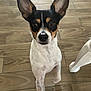 dog, small_dog, ears, black_and_white, brown_markings, wooden_floor, indoor, pet, curious, standing, close_up, animal, canine, looking_at_camera, floor_tiles, white_table_leg, domestic, companion, alert, cute