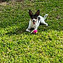 dog, grass, tennis_ball, black_and_white, pet, outdoor, playful, animal, tongue_out, ears_up, sunlight, lawn, canine, nature, summer, happy, fetch, resting, green, daytime