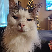 Gizmo joined the competition — help win amazing prizes! blurred_background, cat, christmas_tree, closeup, cute, domestic_animal, ears, feline, fluffy, holiday, indoor, living_room, muzzle, nose, pet, portrait, relaxed, soft_light, tongue, whiskers