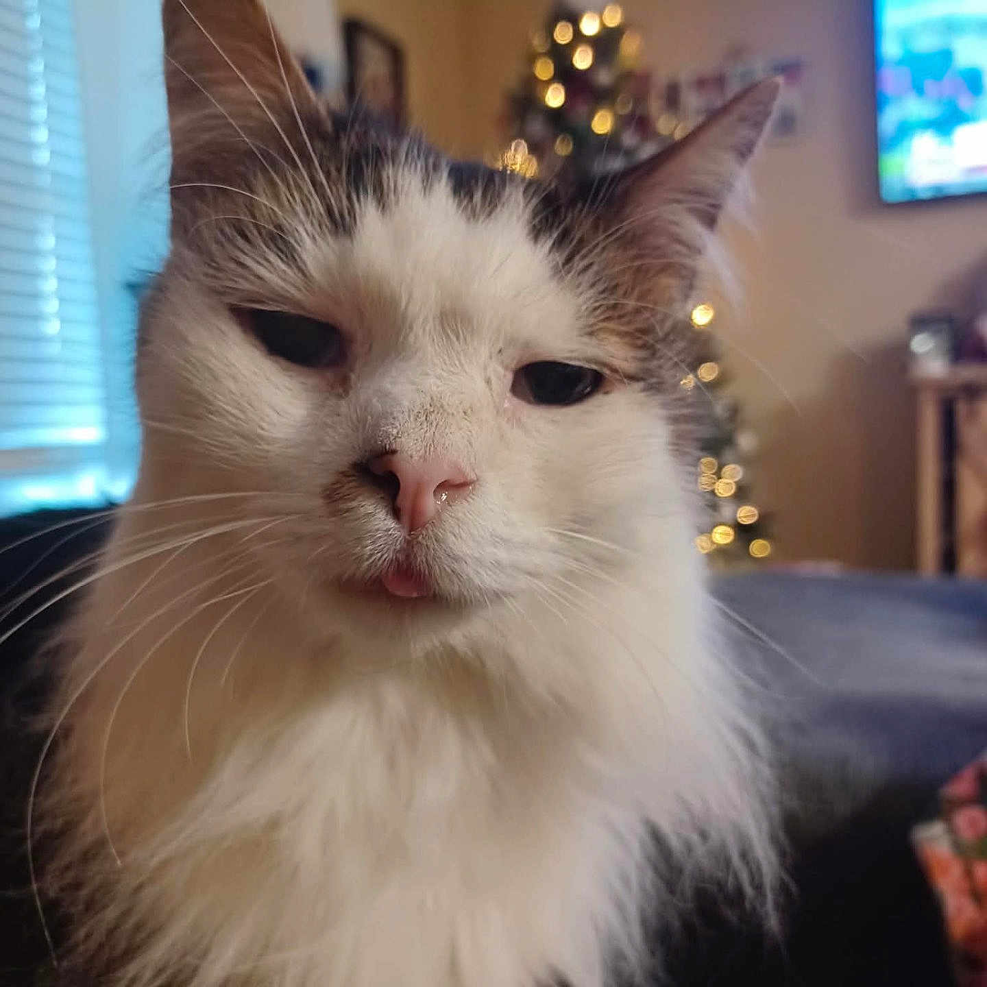 Gizmo