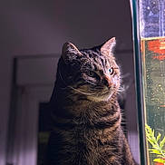 Tigrou participe au concours pour gagner de l'argent avec cette photo : cat, tabby_cat, pet, animal, fish_tank, aquarium, indoor, night, lighting, whiskers, fur, closeup, portrait, curious, domestic_animal, mammal, side_view, houseplant, reflection, quiet