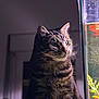 cat, tabby_cat, pet, animal, fish_tank, aquarium, indoor, night, lighting, whiskers, fur, closeup, portrait, curious, domestic_animal, mammal, side_view, houseplant, reflection, quiet