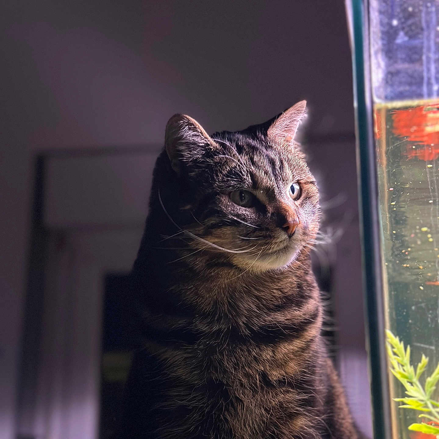 Tigrou