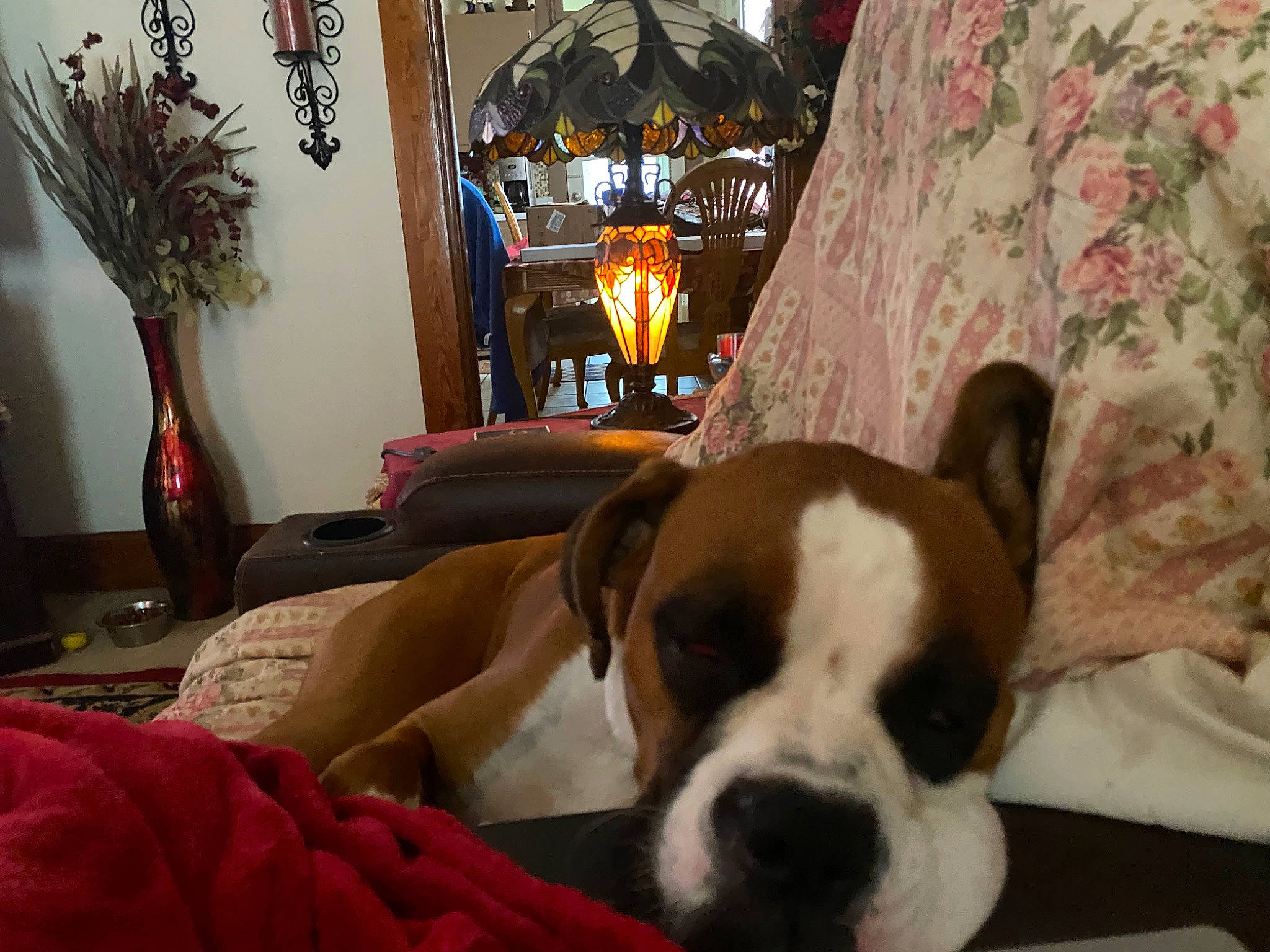 Zeva joined the competition — help win amazing prizes! canidae, carnivore, comfort, companion_dog, couch, dog, dog_breed, fawn, flooring, home, houseplant, lamp, linens, living_room, picture_frame, room, snout, sporting_group, wood, working_animal