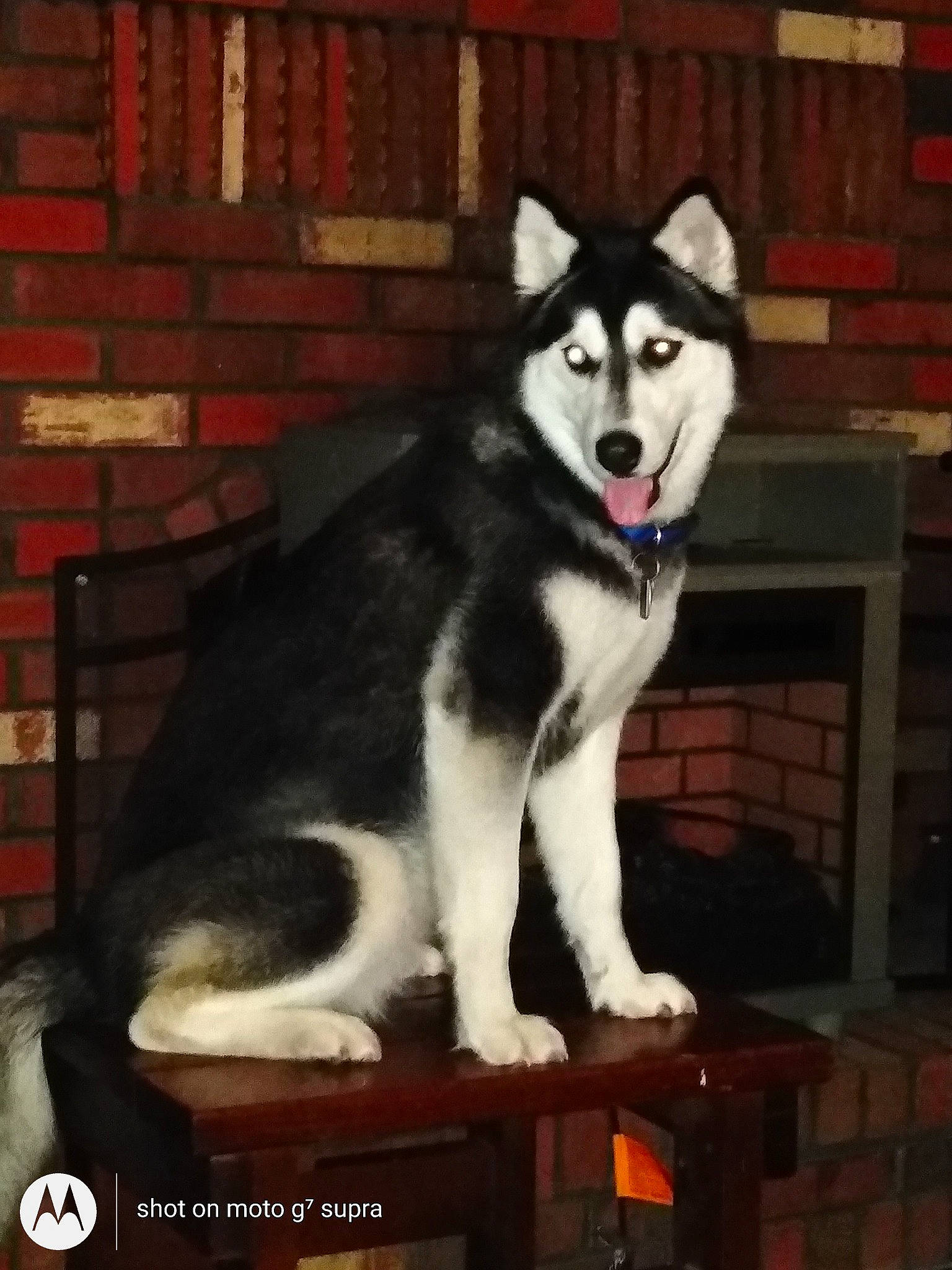 Luna is registered to the contest to win money with this photo: ancient_dog_breeds, art, brick, brickwork, canidae, canis, carnivore, companion_dog, dog, dog_breed, fur, non_sporting_group, siberian_husky, sled_dog, snout, sporting_group, tail, wood, working_animal, working_dog