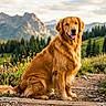 Tailleron participe au concours pour gagner de l'argent avec cette photo : golden_retriever, dog, animal, pet, outdoor, nature, mountain, trail, wildflowers, greenery, landscape, sky, clouds, forest, trees, sunlight, sitting, portrait, happy, tongue_out