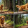 dog, golden_retriever, forest, trees, nature, outdoor, trail, greenery, sunlight, happy, running, jumping, playful, canine, animal, leaves, bark, woods, daylight, scenery