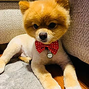 Bailey is registered to the contest to win money with this photo: animal, bow_tie, brown_fur, companion, couch, cozy, cute, dog, floor, fluffy, groomed, home, indoor, name_tag, pet, polka_dot, portrait, relaxed, rug, white_fur
