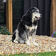 Luda joined the competition — help win amazing prizes! dog, black_and_white, sitting, rocks, outdoor, wooden_posts, curtain, green_grass, plants, leaves, pet, animal, calm, side_view, fur, nature, daylight, muzzle, ears, paws