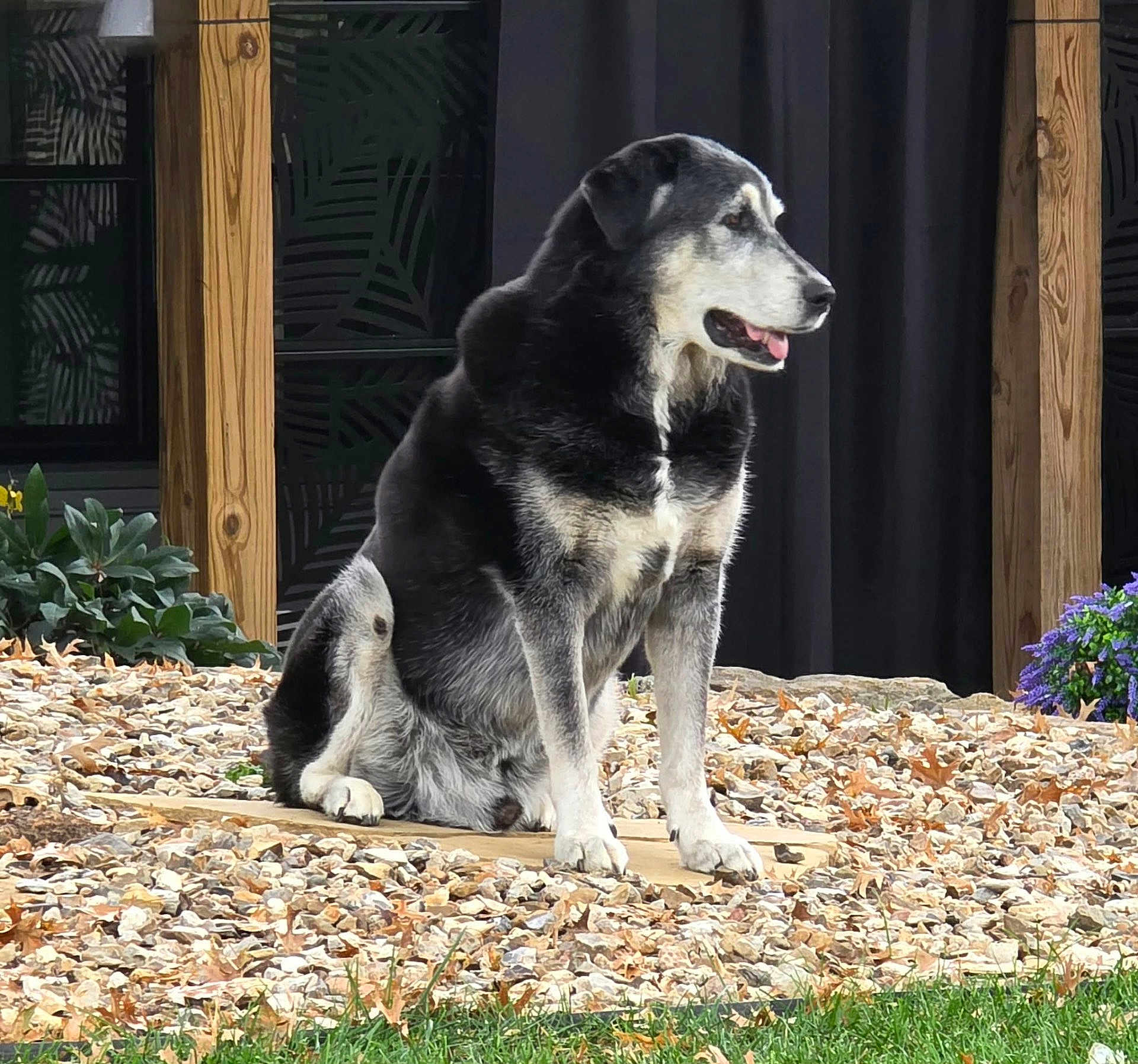 Luda joined the competition — help win amazing prizes! dog, black_and_white, sitting, rocks, outdoor, wooden_posts, curtain, green_grass, plants, leaves, pet, animal, calm, side_view, fur, nature, daylight, muzzle, ears, paws