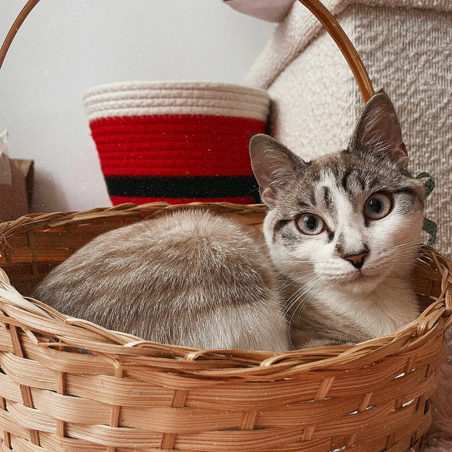 Vanille a rejoint le concours — aidez-le/la à gagner de superbes lots ! abyssinian, animal, basket, cat, fun, kitten, leisureactivities, manx, pet, picnic, picnicbasket, siamese