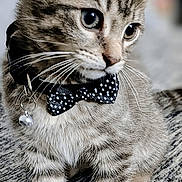 Harley joined the competition — help win amazing prizes! kitten, cat, tabby, bow_tie, collar, bell, pet, animal, fur, whiskers, ears, paws, indoor, carpet, cute, young, portrait, close_up, feline, curious