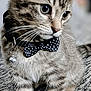 kitten, cat, tabby, bow_tie, collar, bell, pet, animal, fur, whiskers, ears, paws, indoor, carpet, cute, young, portrait, close_up, feline, curious