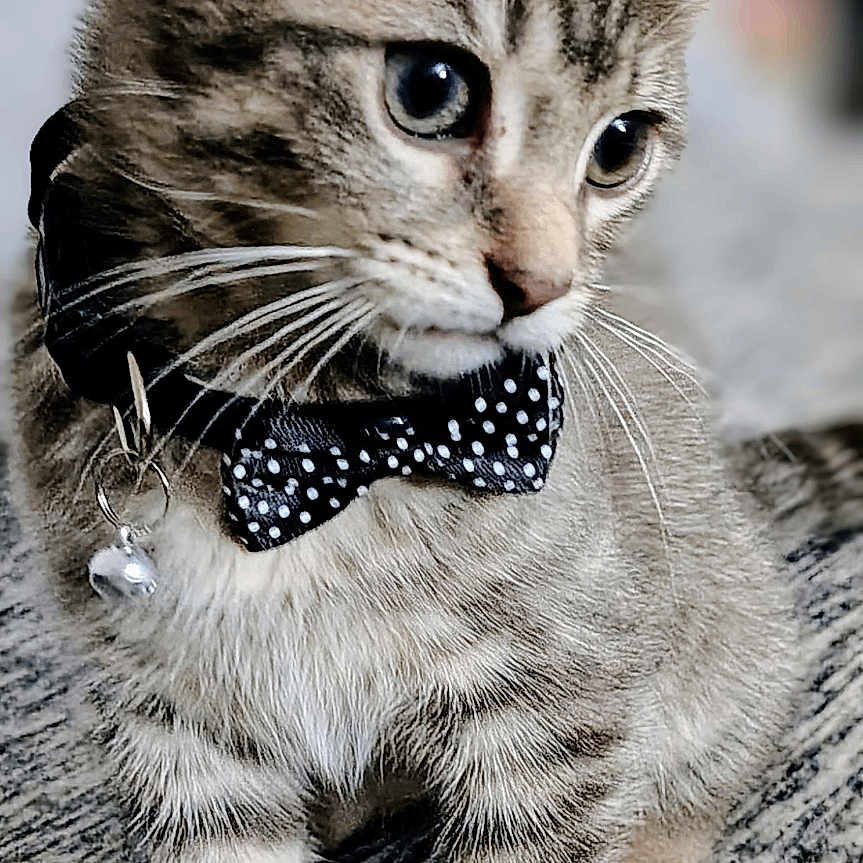 Harley joined the competition — help win amazing prizes! animal, bell, bow_tie, carpet, cat, close_up, collar, curious, cute, ears, feline, fur, indoor, kitten, paws, pet, portrait, tabby, whiskers, young