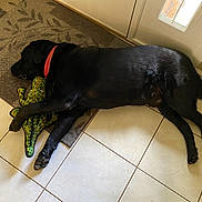 Teddy is registered to the contest to win money with this photo: dog, black_dog, toy, plush_toy, alligator_toy, sleeping, floor, tile_floor, rug, indoor, pet, domestic_animal, resting, collar, canine, animal, cute, cozy, home, nap