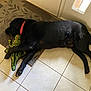 dog, black_dog, toy, plush_toy, alligator_toy, sleeping, floor, tile_floor, rug, indoor, pet, domestic_animal, resting, collar, canine, animal, cute, cozy, home, nap