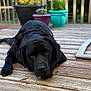dog, black_dog, labrador, pet, wooden_deck, outdoor, flower_pots, relaxed, animal, canine, nature, backyard, sunlight, resting, portrait, fence, daylight, garden, close_up, laying_down