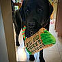 dog, black_dog, toy, plush_toy, indoor, tile_floor, kitchen, pet, animal, playful, rope_toy, green, orange, sign, cute, domestic, canine, companion, holding, standing