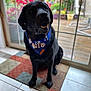 black_dog, labrador, dog, bandana, birthday_boy, pet, indoor, rug, tile_floor, glass_door, garden, plants, colorful, happy, sitting, canine, portrait, animal, domestic_animal, cute