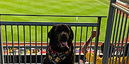 Teddy is registered to the contest to win money with this photo: dog, black_dog, bandana, leash, baseball_stadium, baseball_field, grass, sports, spectators, fence, concrete_floor, daytime, outdoor, seating, people, animal, pet, tongue_out, happy, event