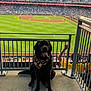 dog, black_dog, bandana, leash, baseball_stadium, baseball_field, grass, sports, spectators, fence, concrete_floor, daytime, outdoor, seating, people, animal, pet, tongue_out, happy, event