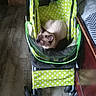 Stimey joined the competition — help win amazing prizes! cat, siamese_cat, pet, animal, sleeping, indoors, stroller, baby_stroller, polka_dots, green, white, brown, fur, whiskers, blue_eyes, toy, floor, furniture, home, cozy