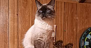 Stimey joined the competition — help win amazing prizes! cat, fluffy_cat, long_hair, blue_eyes, sitting, portrait, indoors, wood_paneling, dartboard, tail, whiskers, ears, fur, pet, feline, looking_at_camera, shelf, rustic, home, game_room