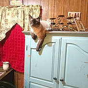 Stimey joined the competition — help win amazing prizes! cat, siamese_cat, feline, pet, animal, portrait, indoors, cabinet, furniture, wood_paneling, vintage, decoration, curtain, red_fabric, blue_cabinet, lounging, hanging_paw, brown, cream, home_decor