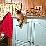 cat, siamese_cat, feline, pet, animal, portrait, indoors, cabinet, furniture, wood_paneling, vintage, decoration, curtain, red_fabric, blue_cabinet, lounging, hanging_paw, brown, cream, home_decor