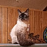 Stimey joined the competition — help win amazing prizes! cat, fluffy, long_hair, blue_eyes, sitting, portrait, indoors, wood_paneling, dartboard, tail, whiskers, ears, fur, pet, animal, centered, looking_at_camera, home, warm_lighting, photograph