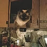 cat, siamese_cat, pet, animal, sitting, window, wood, indoors, kitchen, rustic, night, dark, face, fur, ears, whiskers, table, cups, utensils, clutter