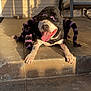Bebe is registered to the contest to win money with this photo: dog, animal, pet, costume, spider_costume, black, purple, tongue_out, smiling, outdoor, sunlight, shadow, porch, steps, concrete, chair, cushion, happy, playful, furry