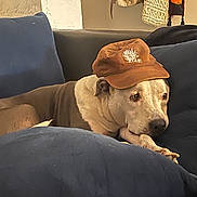 Bebe joined the competition — help win amazing prizes! dog, brown_cap, blue_couch, indoor, pet, relaxed, canine, furniture, domestic, resting, animal, companion, household, portrait, cozy, snout, ears, paw, looking_away, casual