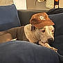 dog, brown_cap, blue_couch, indoor, pet, relaxed, canine, furniture, domestic, resting, animal, companion, household, portrait, cozy, snout, ears, paw, looking_away, casual