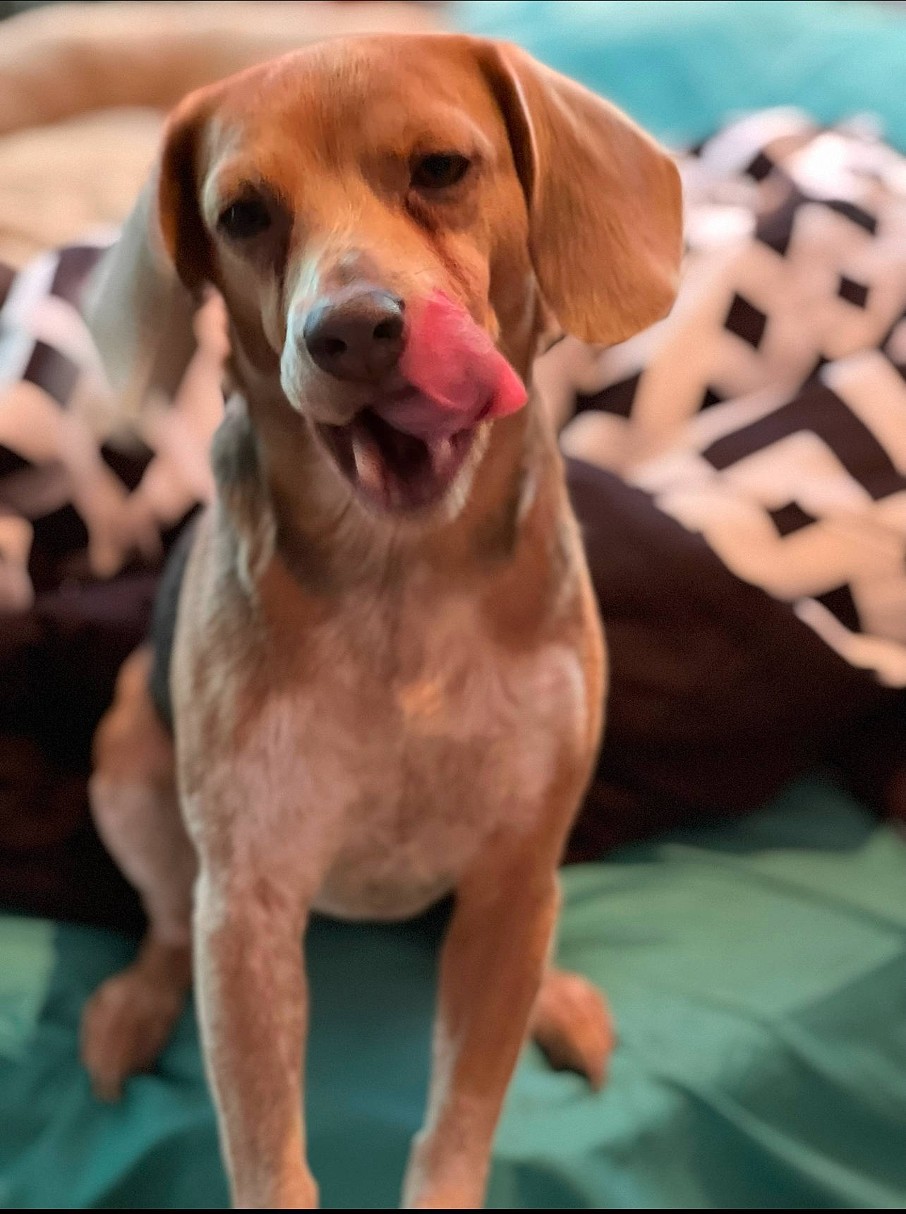 Sage is registered to the contest to win money with this photo: carnivore, collar, companion_dog, dog, dog_breed, dog_collar, dog_supply, fawn, fur, gun_dog, hound, hunting_dog, liver, pet_supply, pointing_breed, sporting_group, whiskers, working_animal