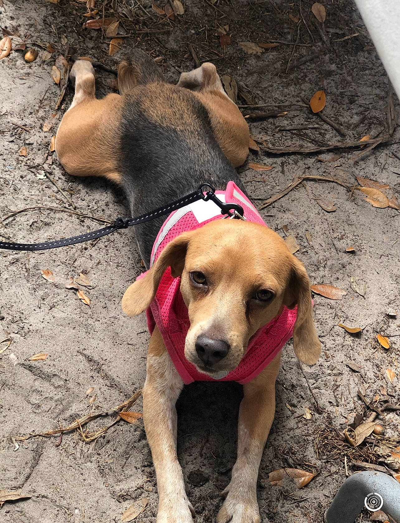 Sage joined the competition — help win amazing prizes! adventure, canidae, carnivore, collar, companion_dog, dog, dog_breed, dog_collar, dog_supply, fashion_accessory, fawn, hat, leash, paw, pet_supply, road_surface, soil, sporting_group, street_dog, working_animal