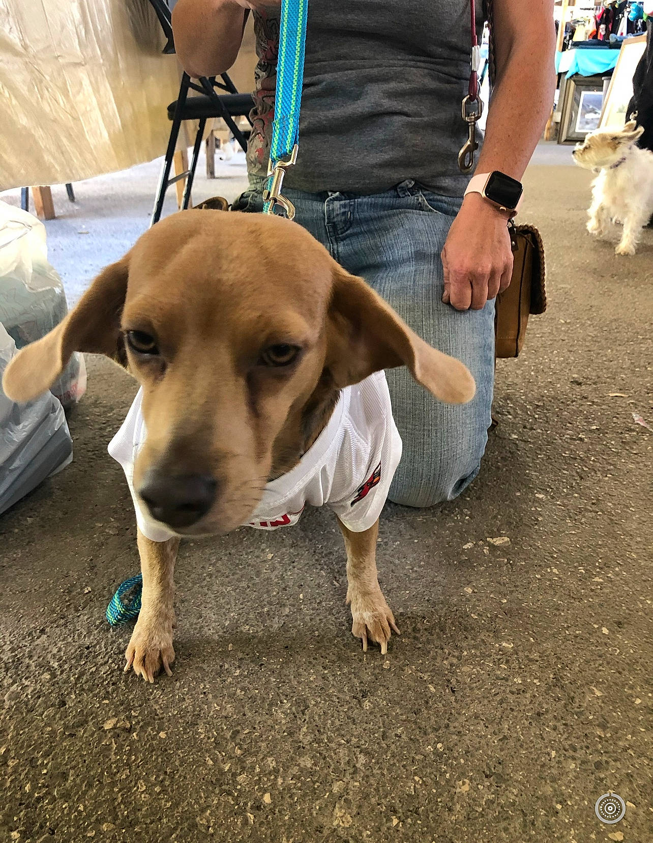 Sage joined the competition — help win amazing prizes! bag, canidae, carnivore, chair, companion_dog, concrete, dog, dog_breed, fawn, foot, human_leg, leash, leg, luggage_and_bags, paw, road_surface, sporting_group, walking, watch, working_animal