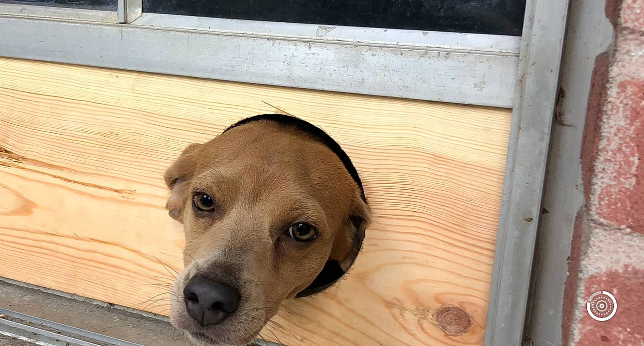 Sage joined the competition — help win amazing prizes! animal_shelter, canidae, carnivore, companion_dog, dog, dog_breed, ear, eye, fawn, flooring, fur, gun_dog, hardwood, liver, pet_supply, sporting_group, terrestrial_animal, whiskers, wood, working_animal