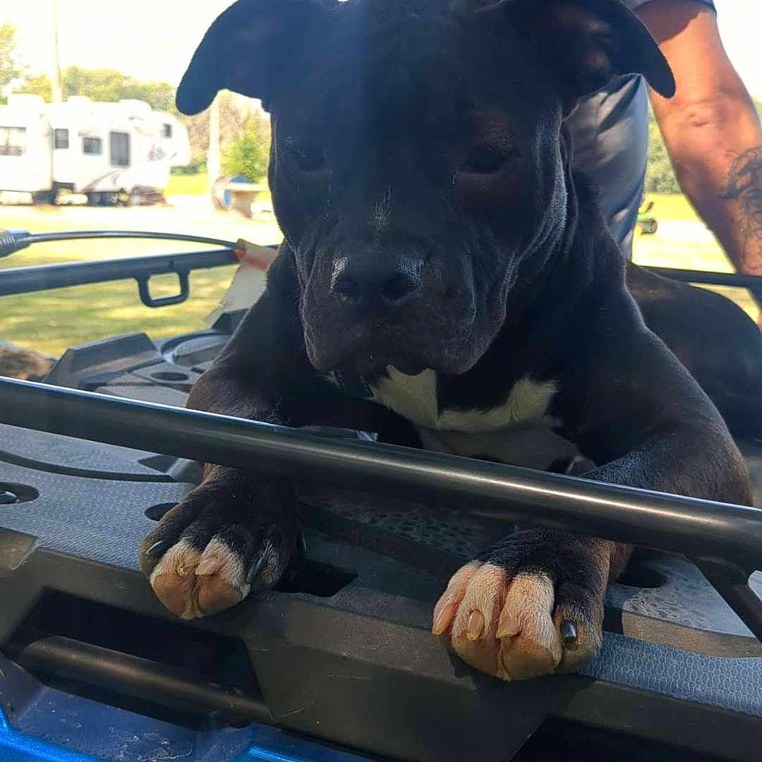 Sable joined the competition — help win amazing prizes! adult, animal, canine, dog, face, grass, gun, head, male, man, outdoors, person, pet, photography, pickuptruck, plant, portrait, transportation, truck, vehicle