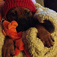 Logan joined the competition — help win amazing prizes! dog, blanket, knitted_hat, toy, paw, cozy, indoor, pet, brown_dog, sleepy, warm, soft_texture, close_up, cute, resting, comfort, animal, wrapped, relaxed, furry